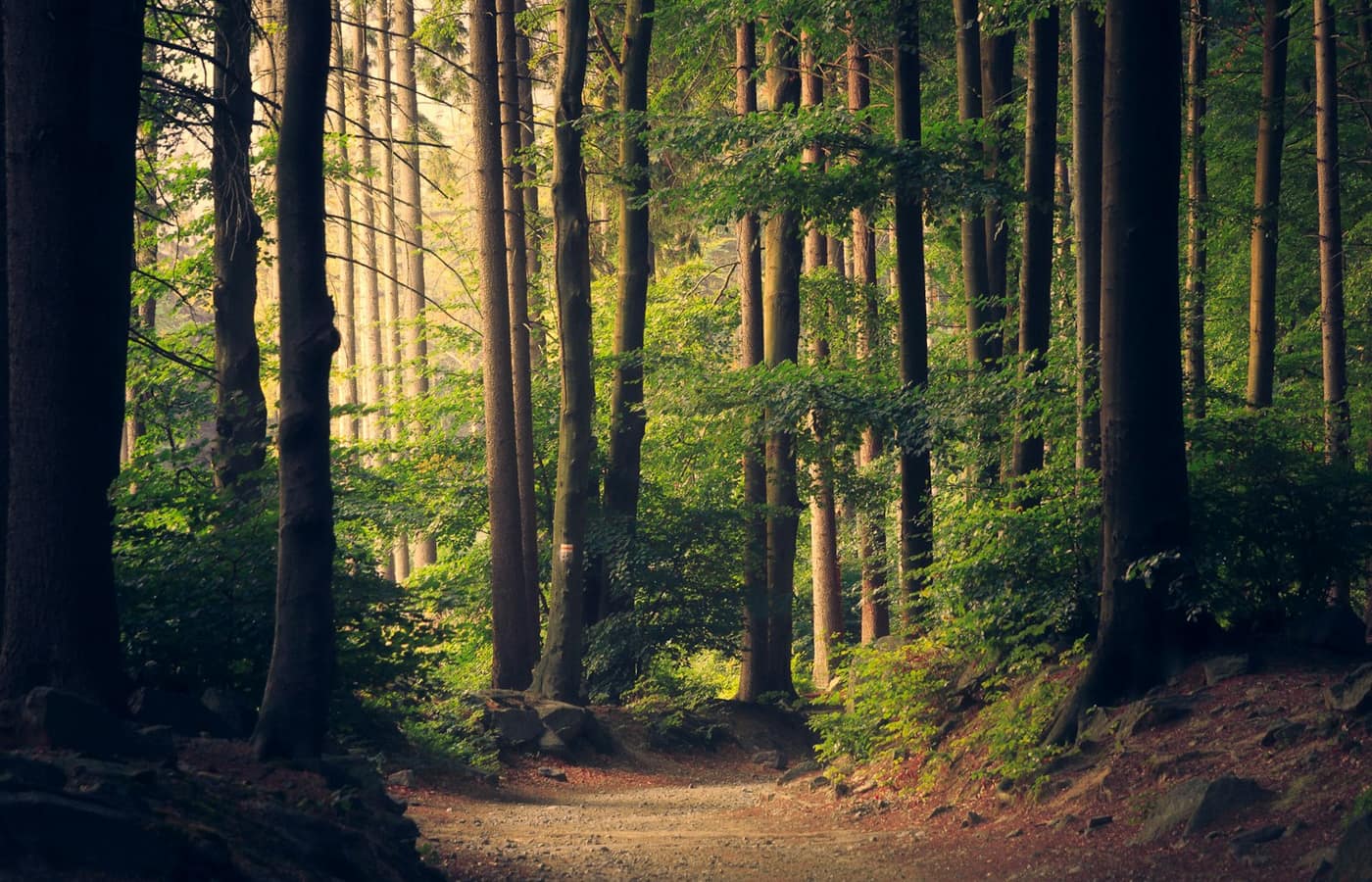 Restored woodland with a path running through it